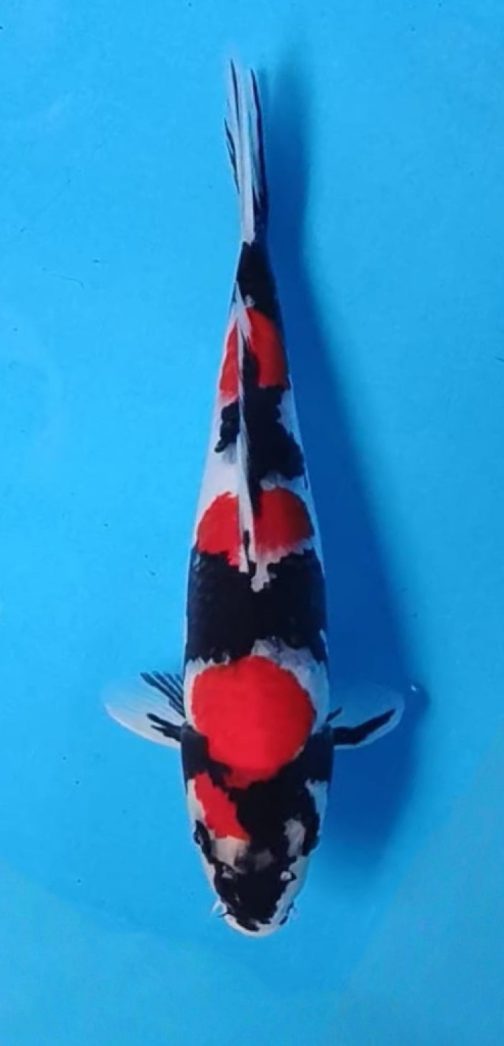 Juara 1