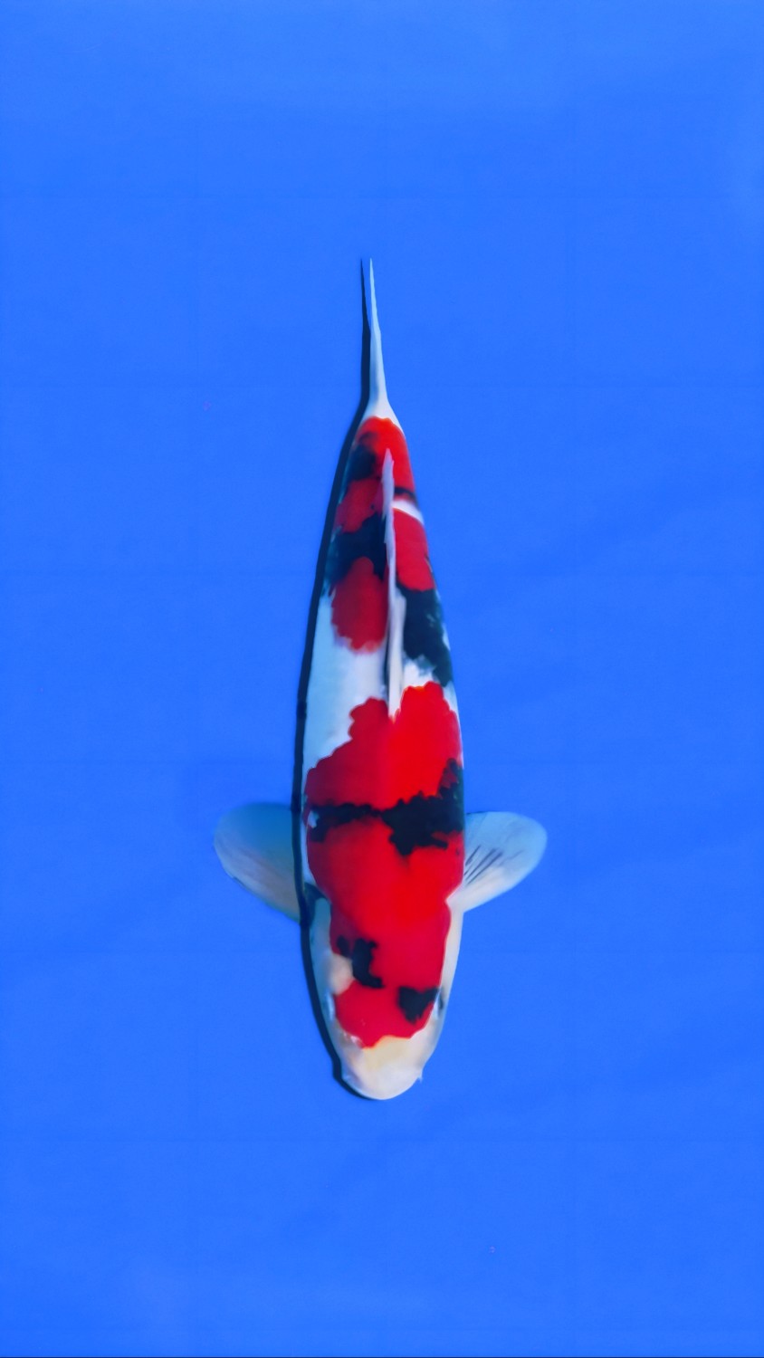Juara 5