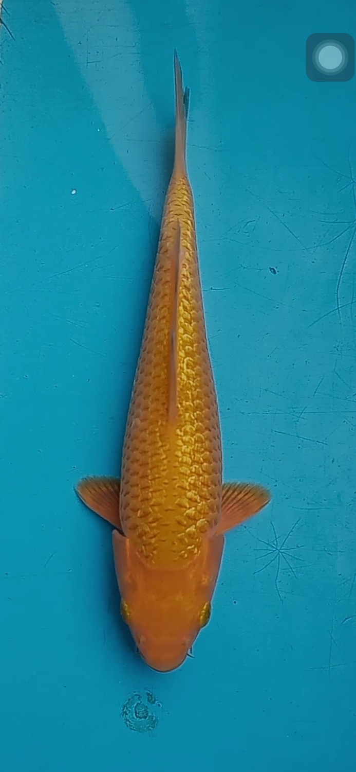 Juara 4