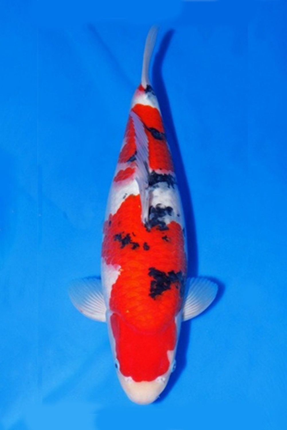 Juara 2