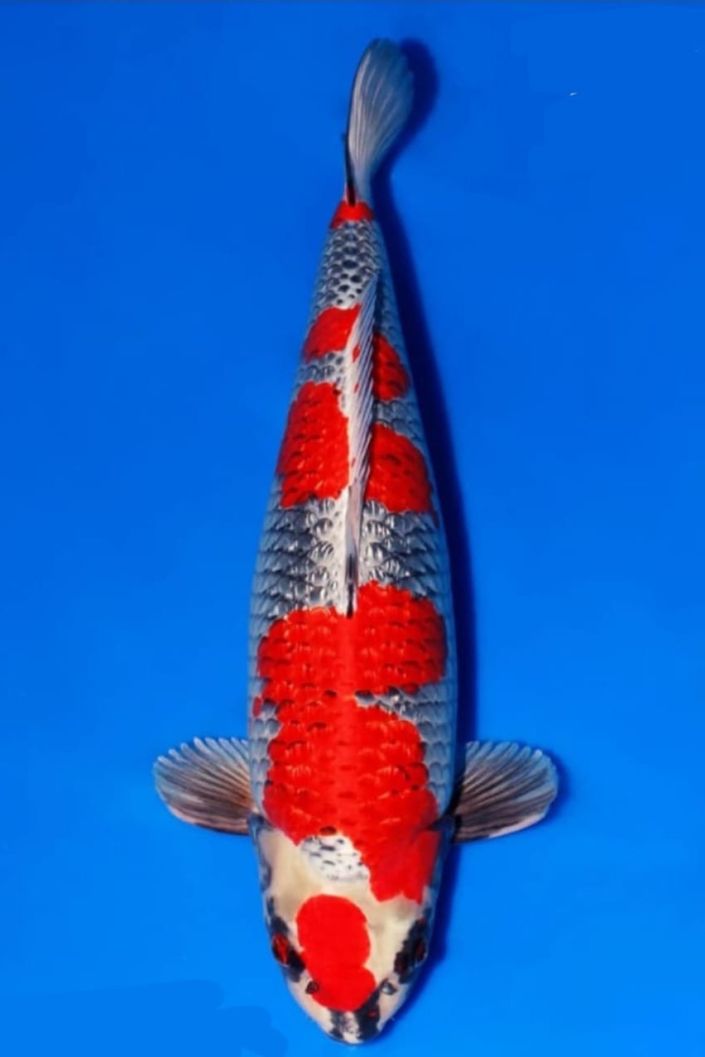 Juara 1