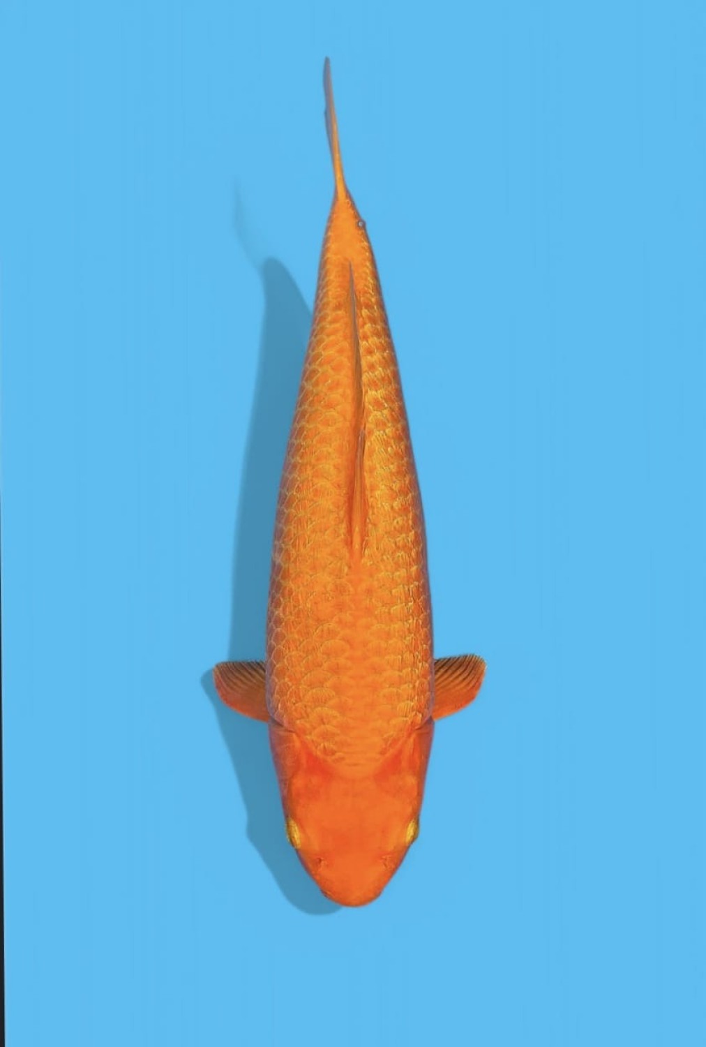 E. Kamboja Adult Champion