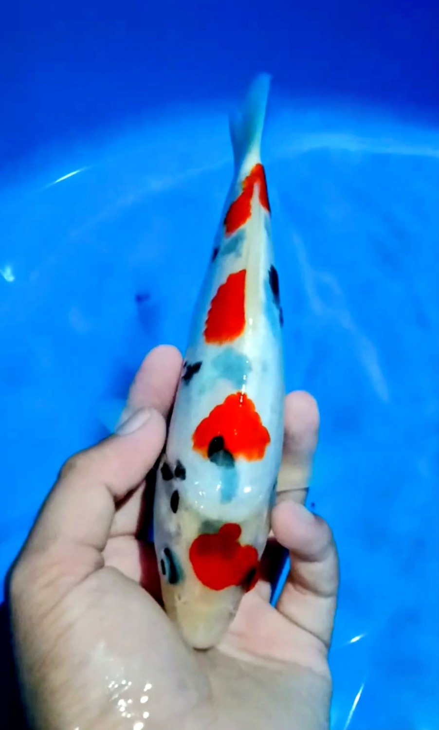 Juara 5