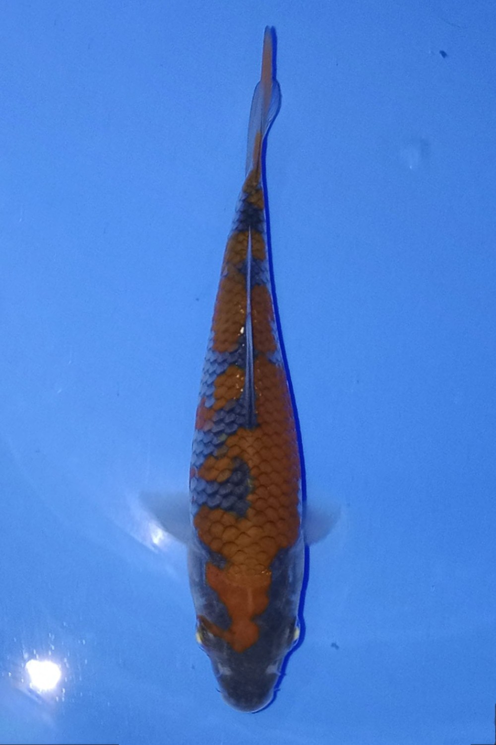 Juara 2