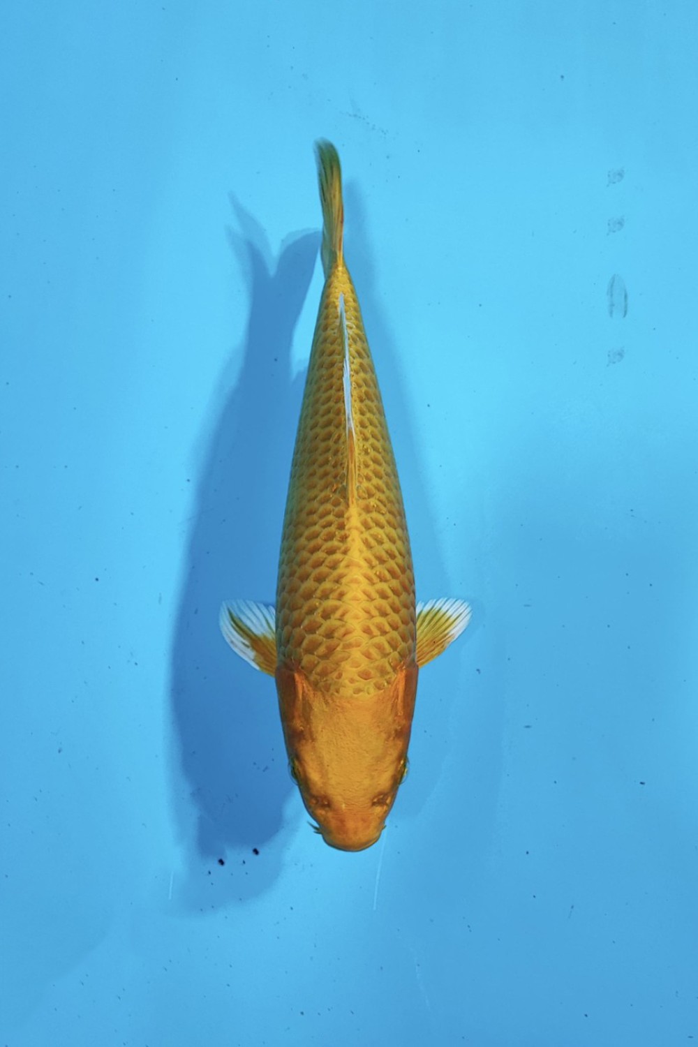 Juara 2