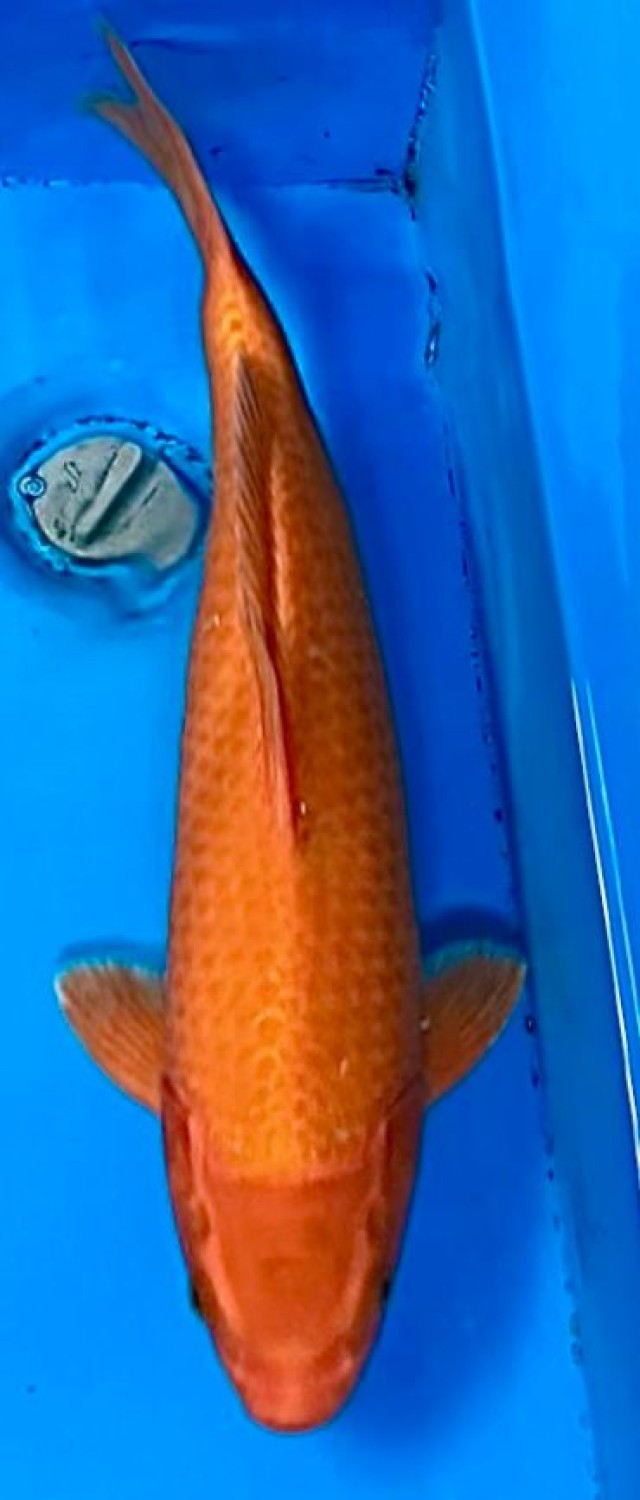 Juara 3