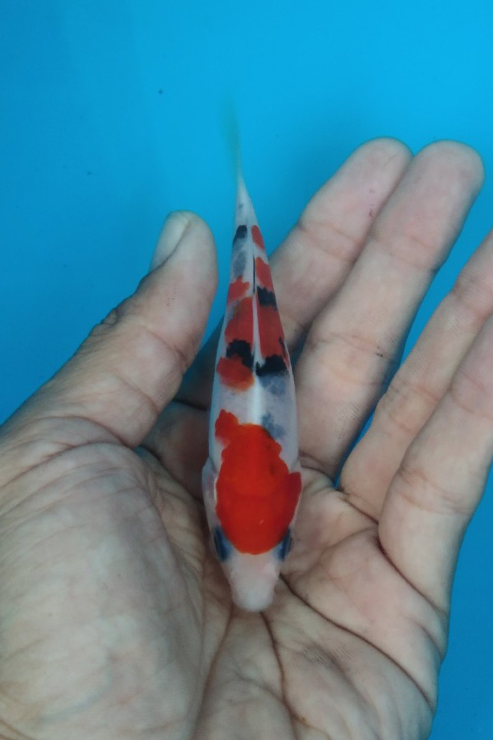 Juara 1
