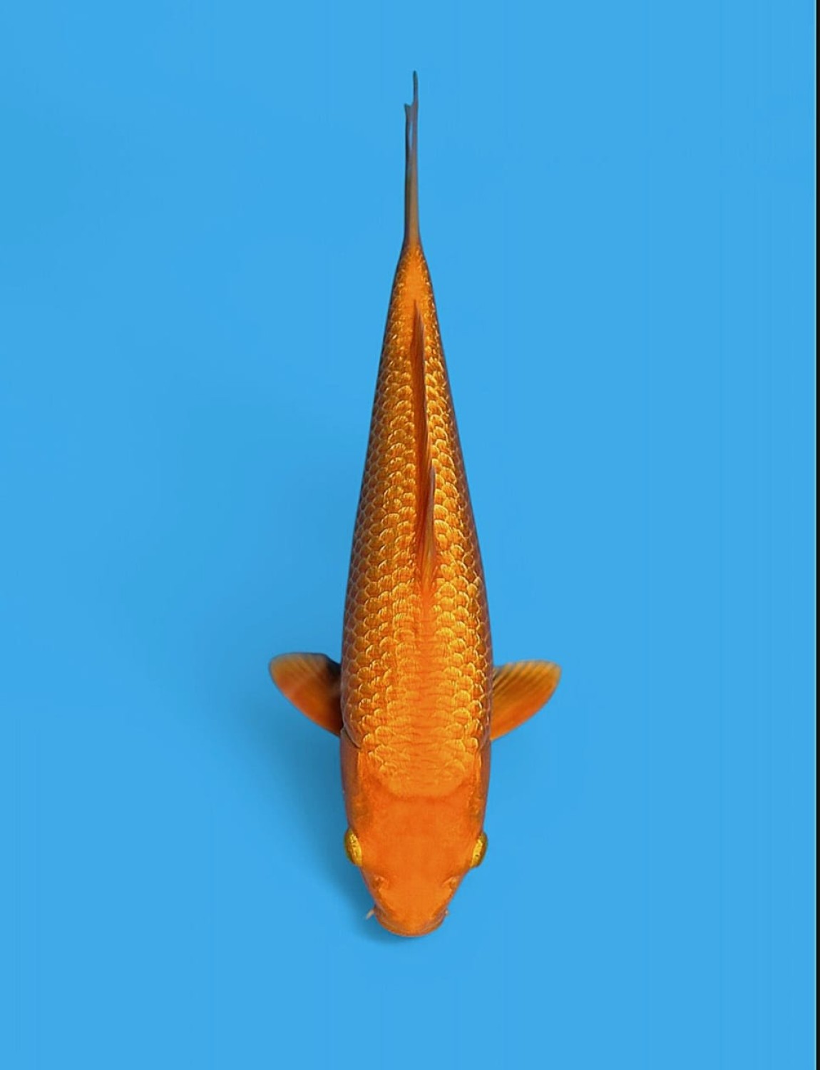 E. Kamboja Baby Champion