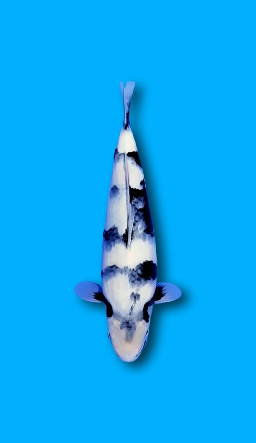 F. Tategoi Junior Champion