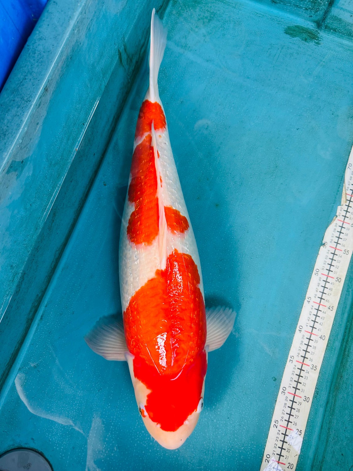 Juara 1