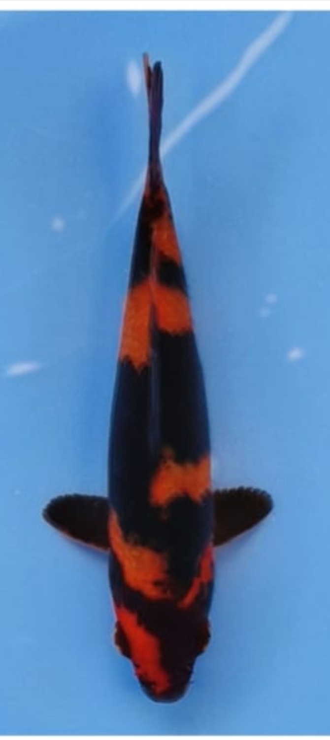 D. Cempaka Mini Champion