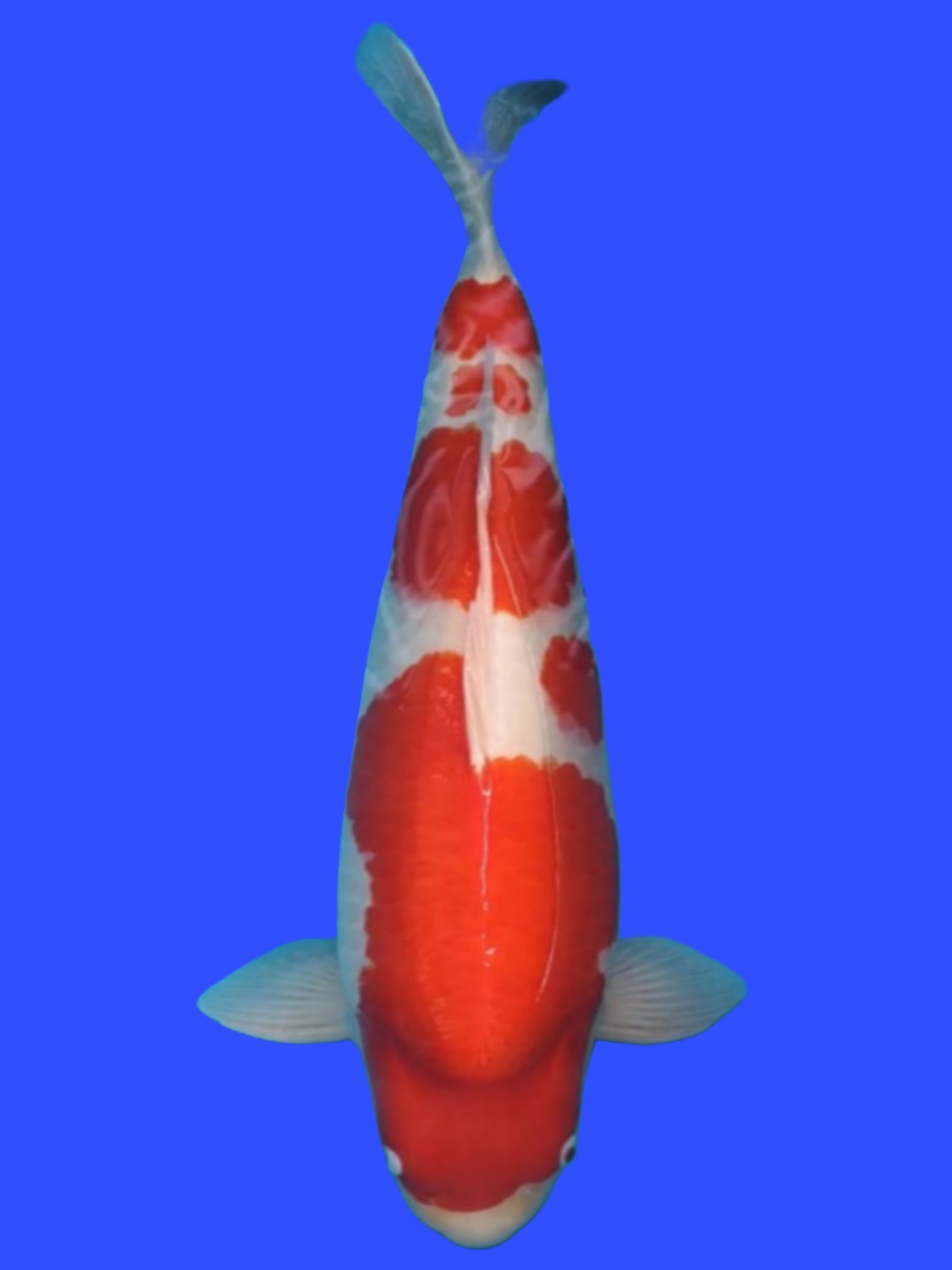 Juara 1
