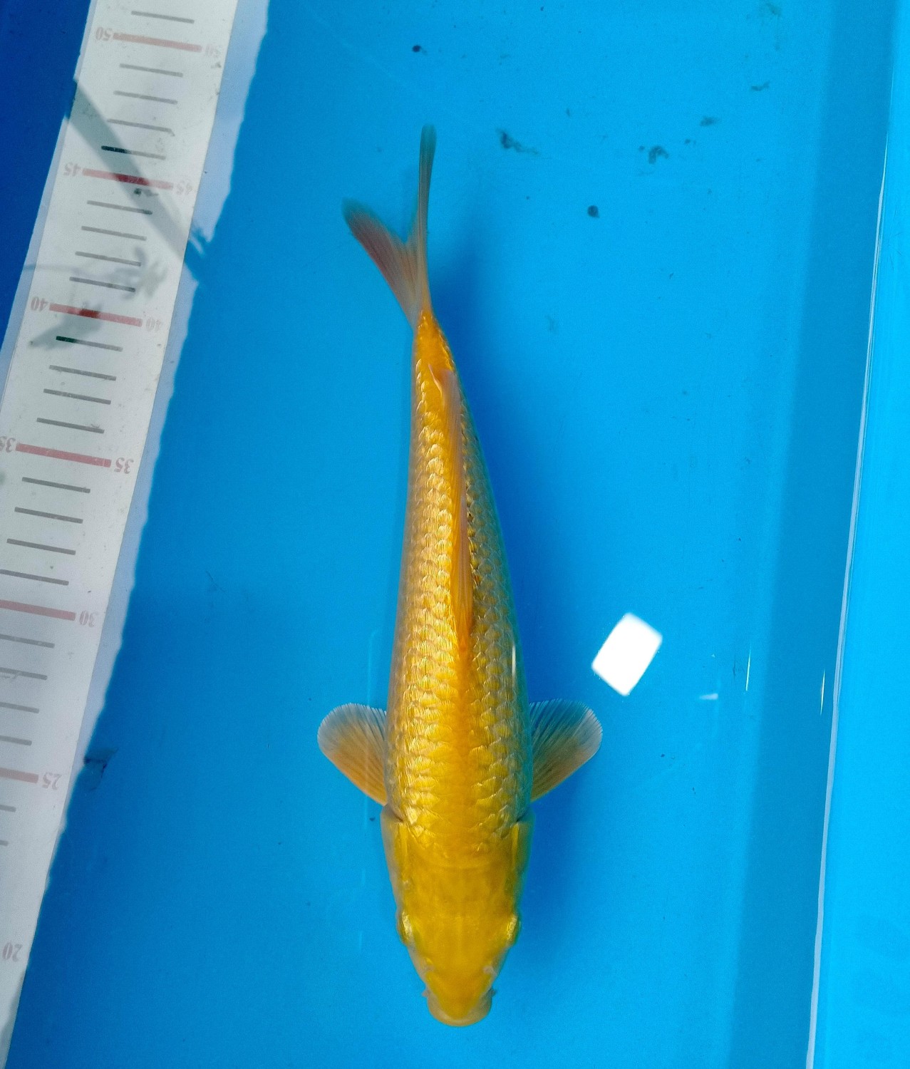 Juara 5