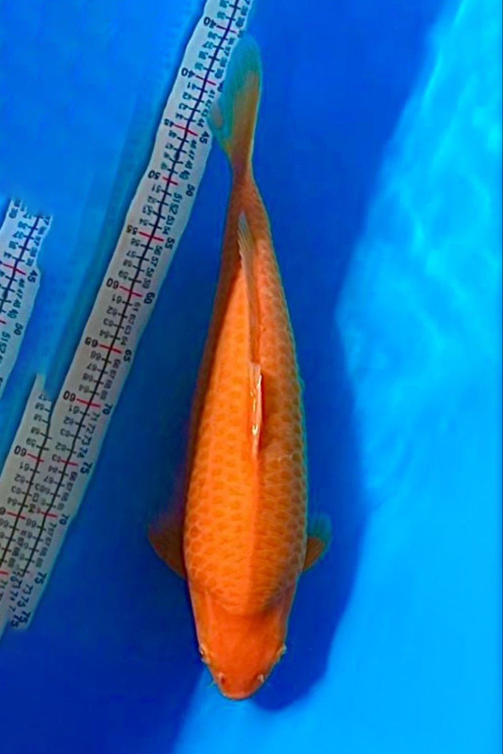 Juara 2