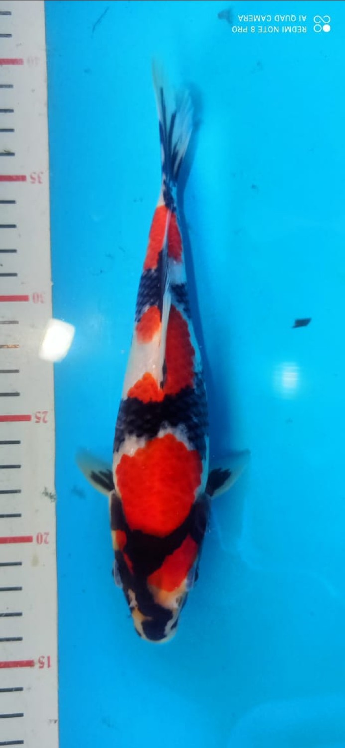 Juara 1