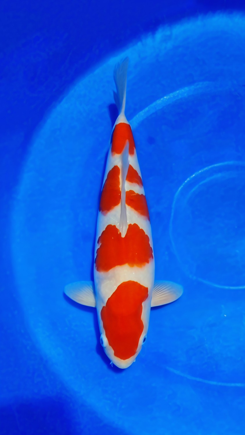 Juara 2