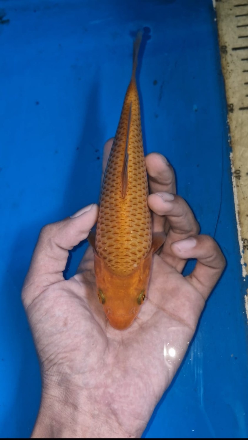 Juara 1