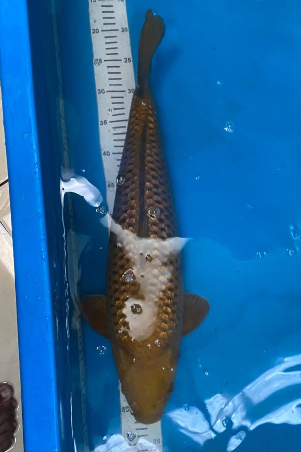 Juara 1