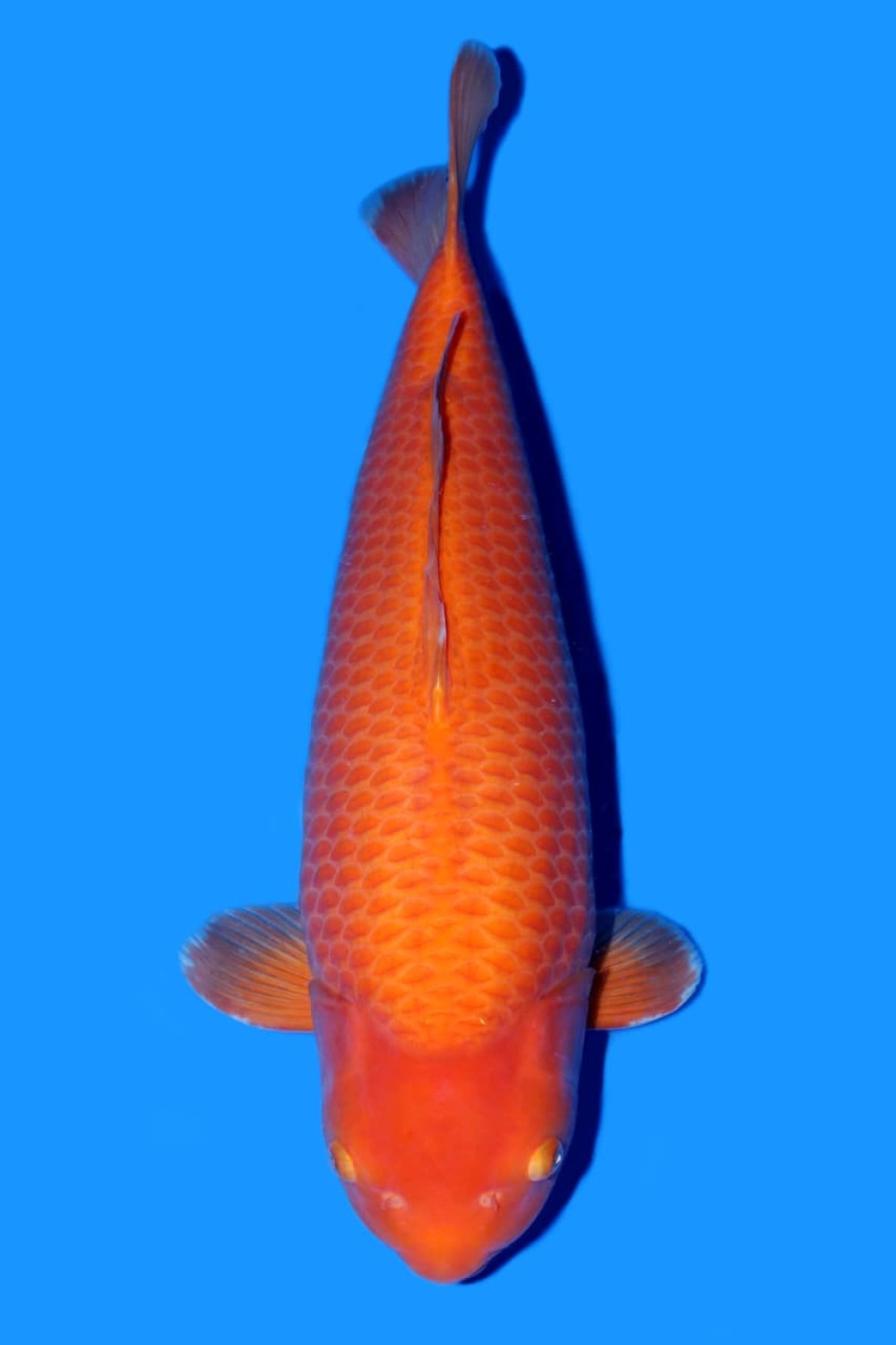 E. Kamboja Prize 71 - 75 cm