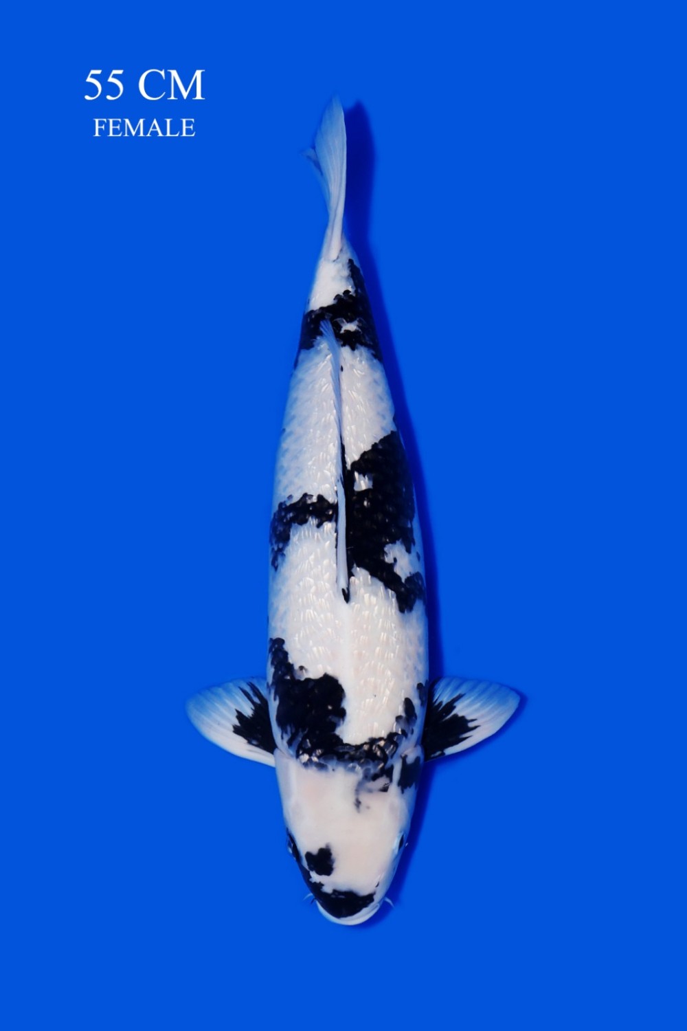 Juara 2