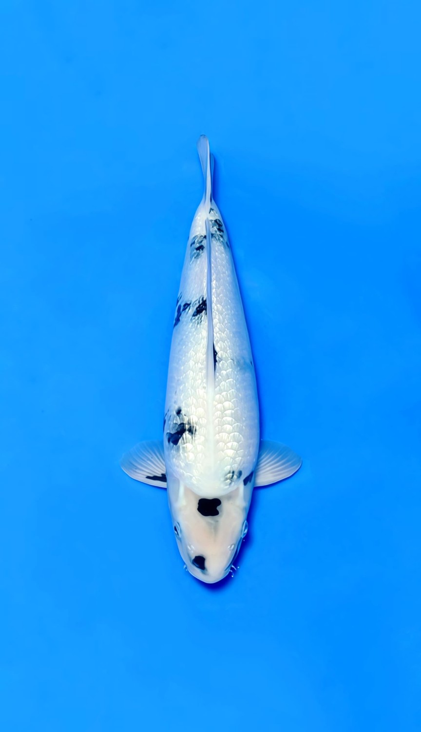 F. Tategoi Prize 31 - 35 cm