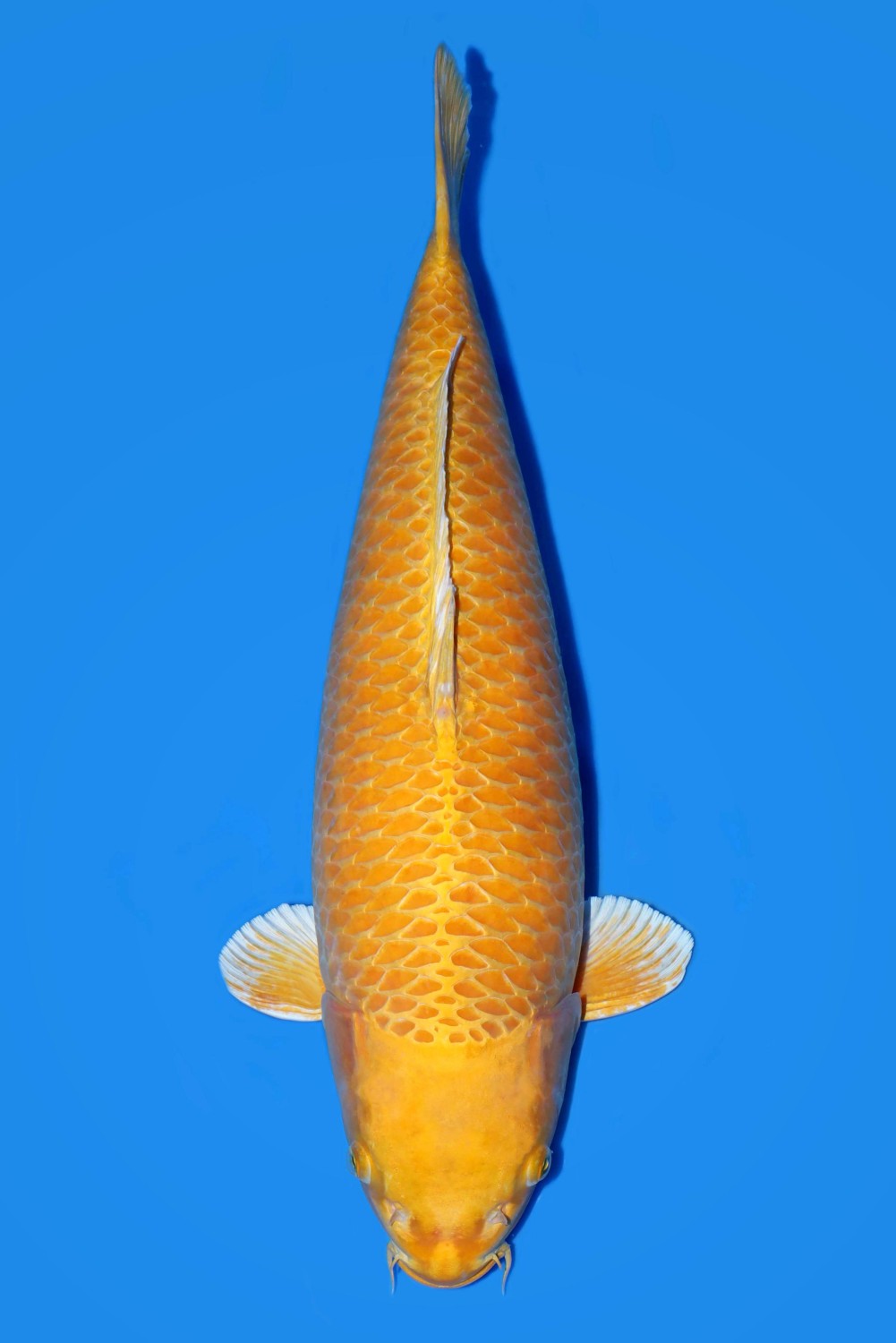 Juara 1