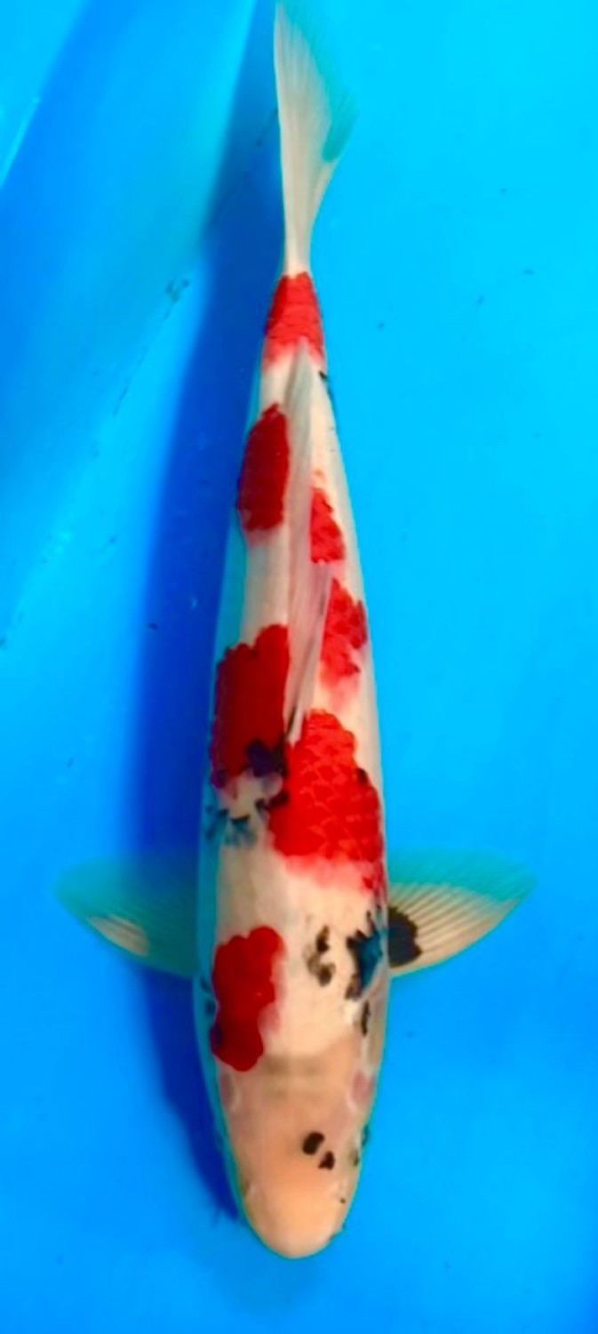 Juara 5