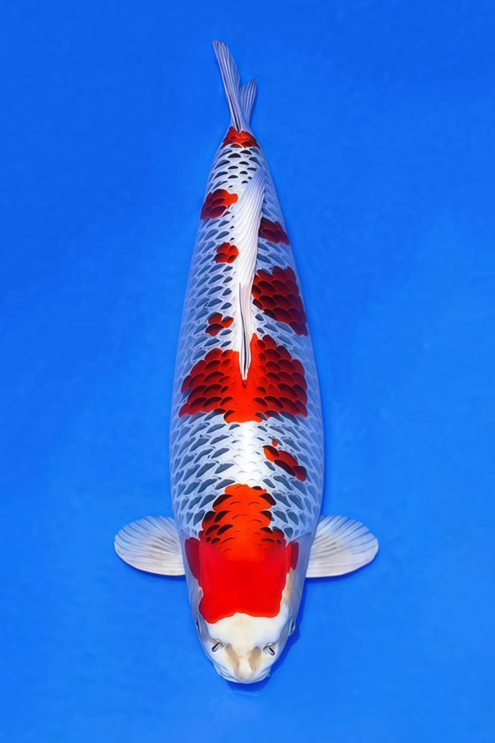 B. Melati Prize 56 - 60 cm