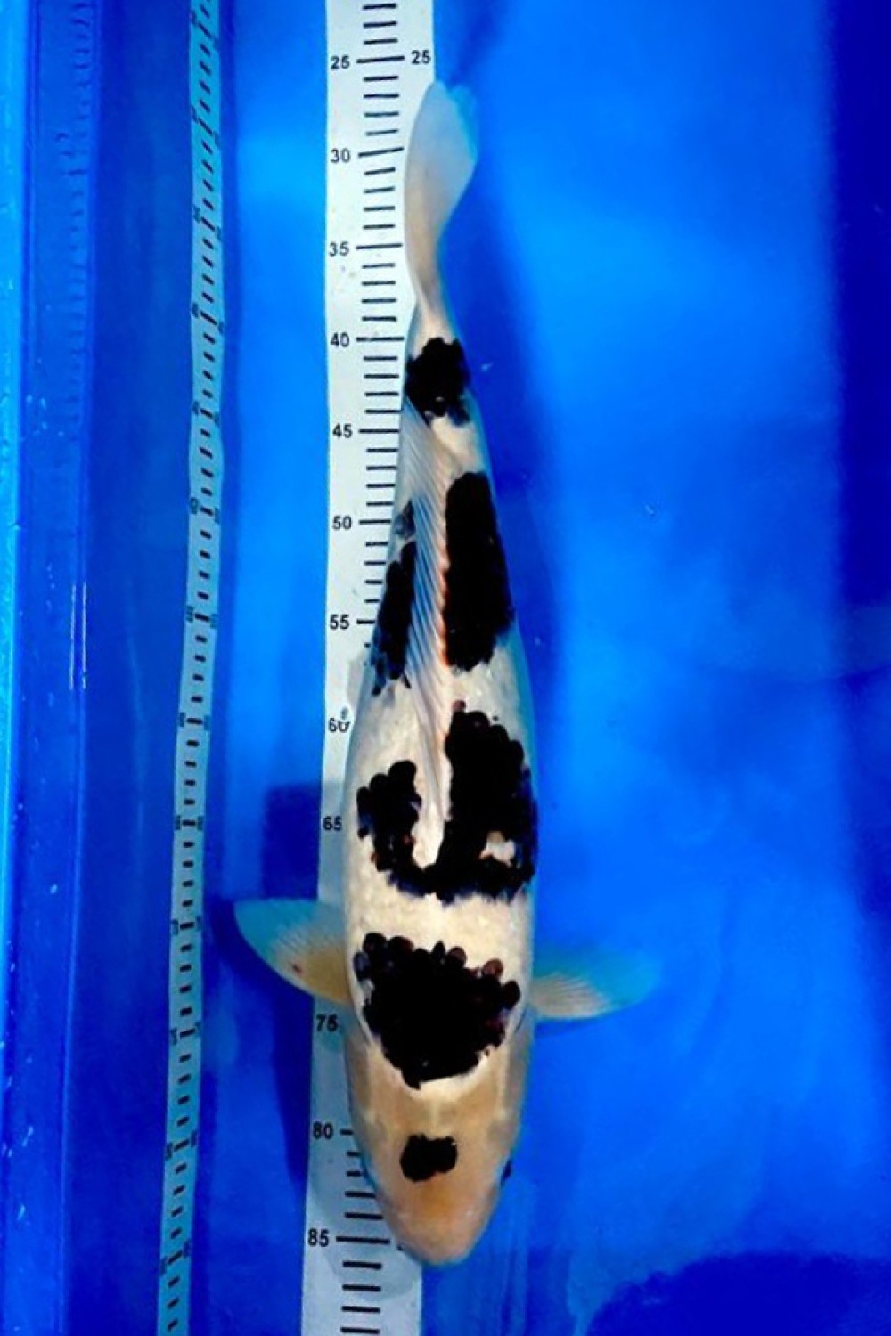 Juara 1