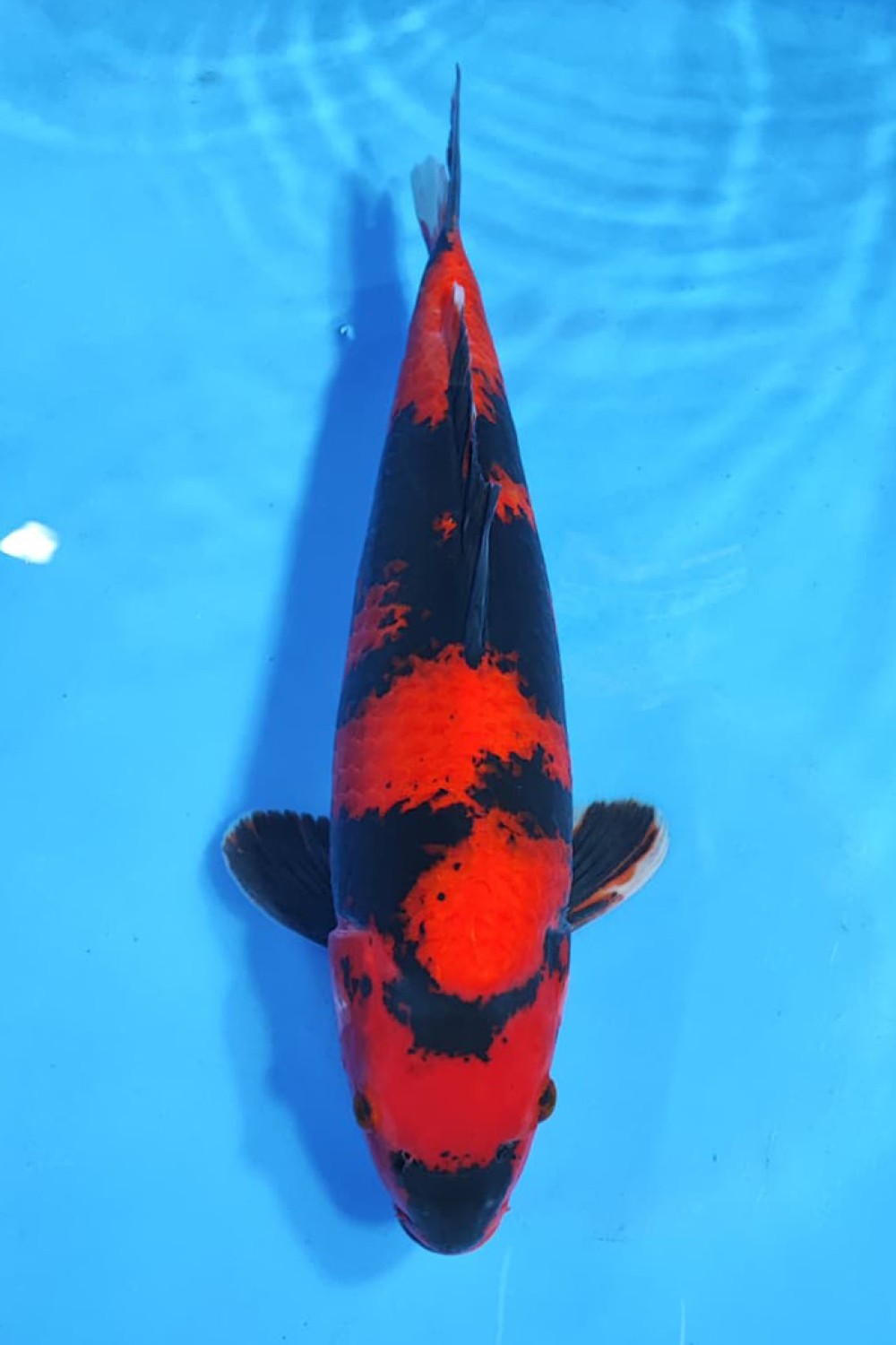 Juara 3