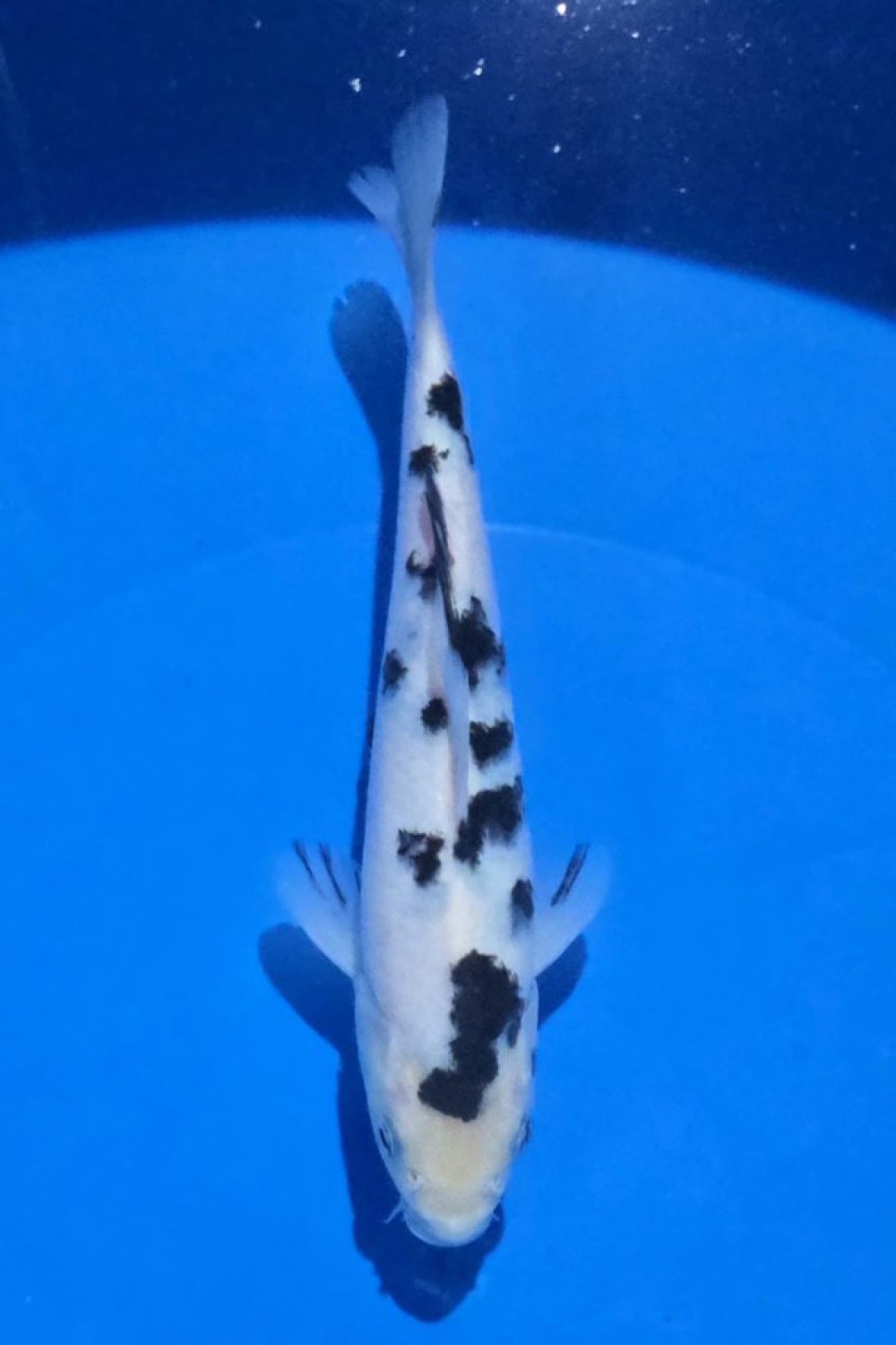 Juara 5