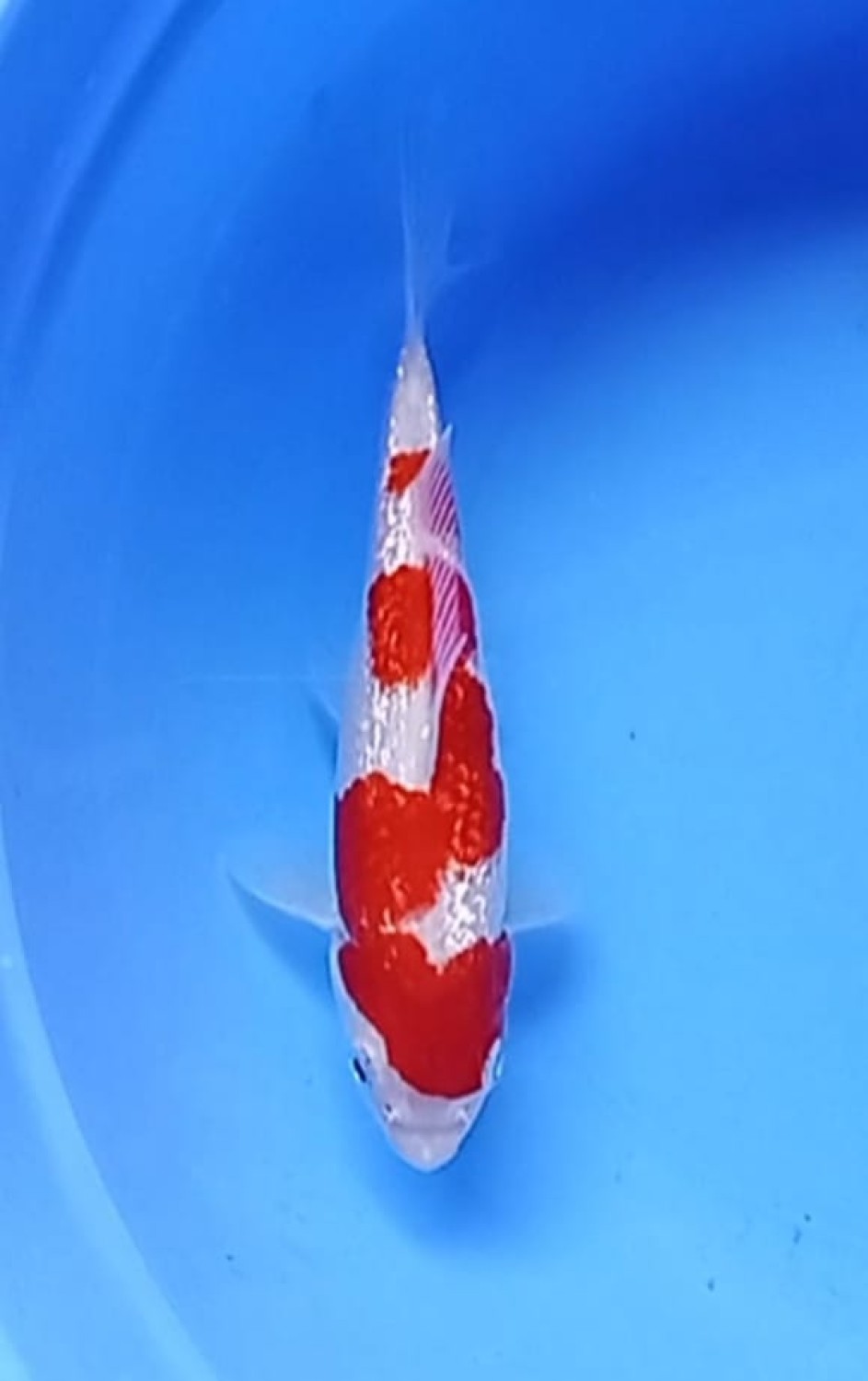 Juara 5