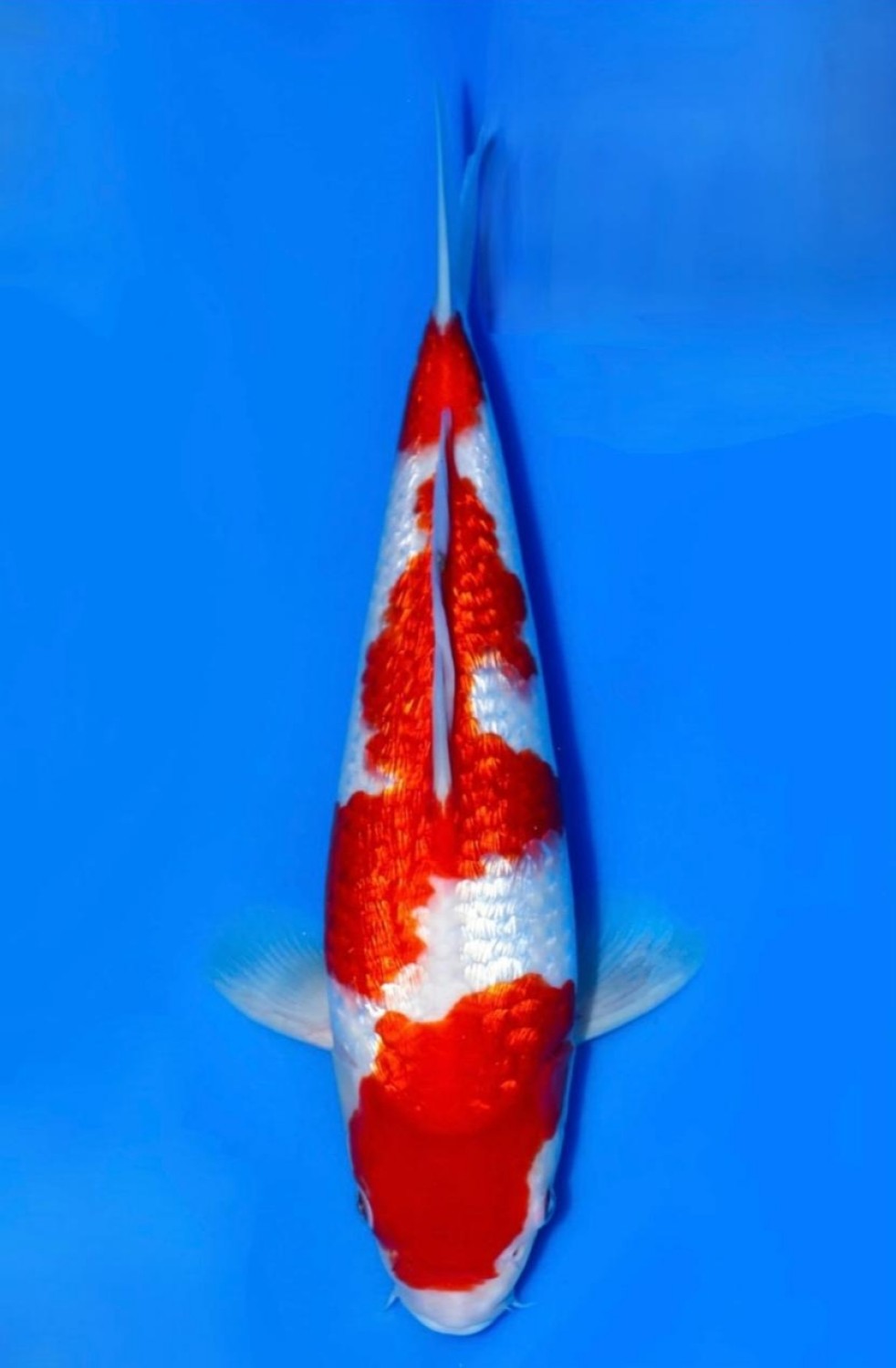 Juara 1