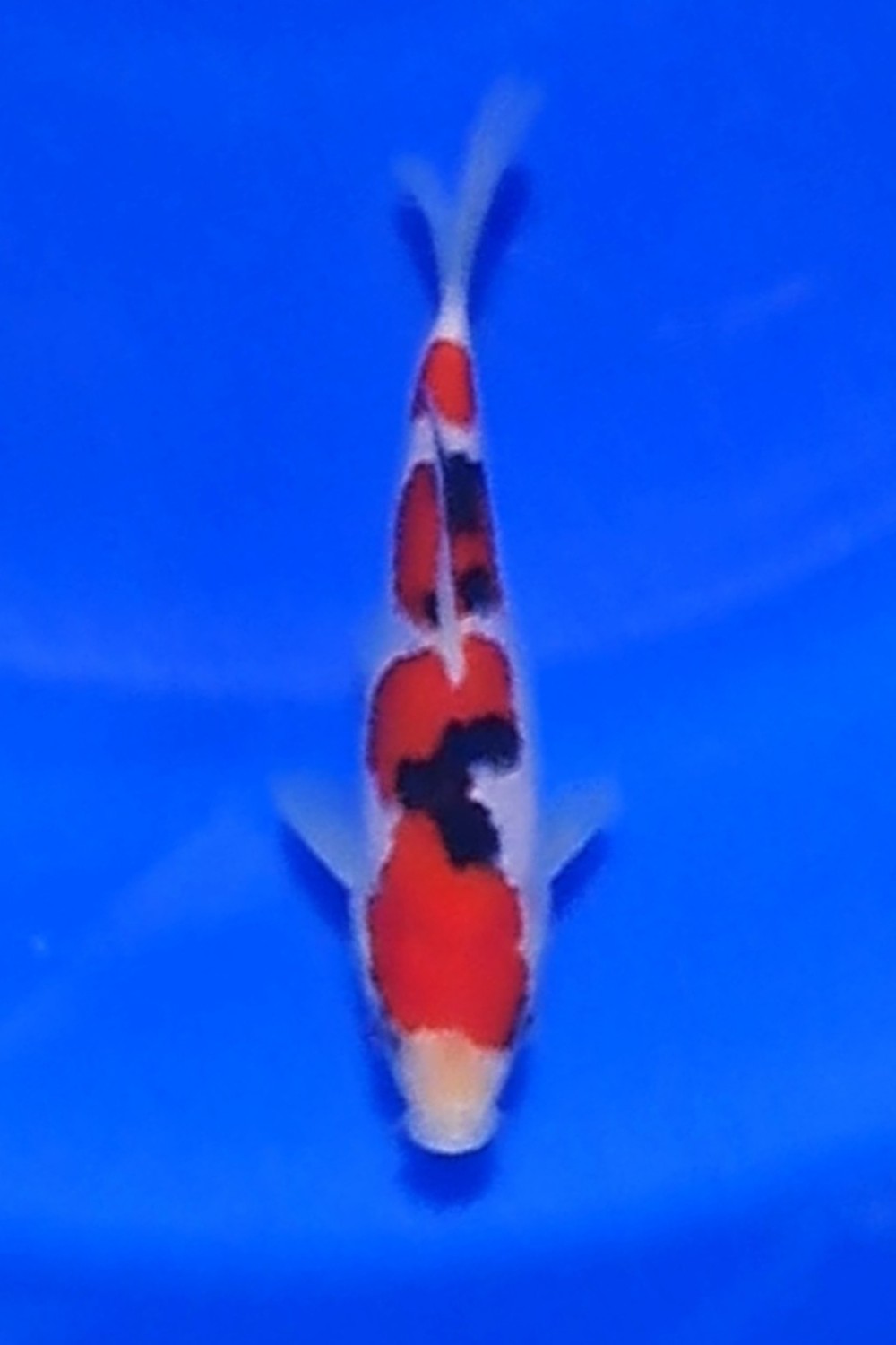 Juara 4