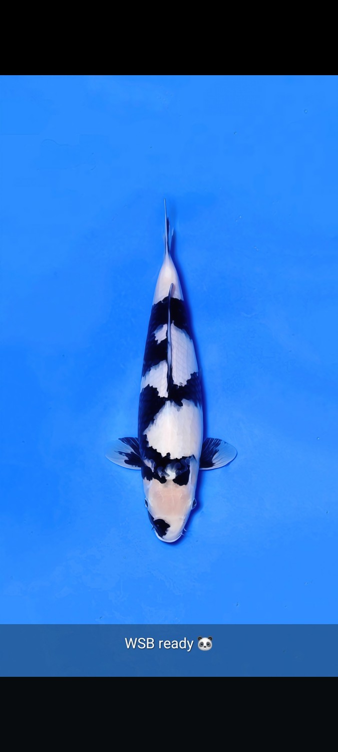 Juara 1