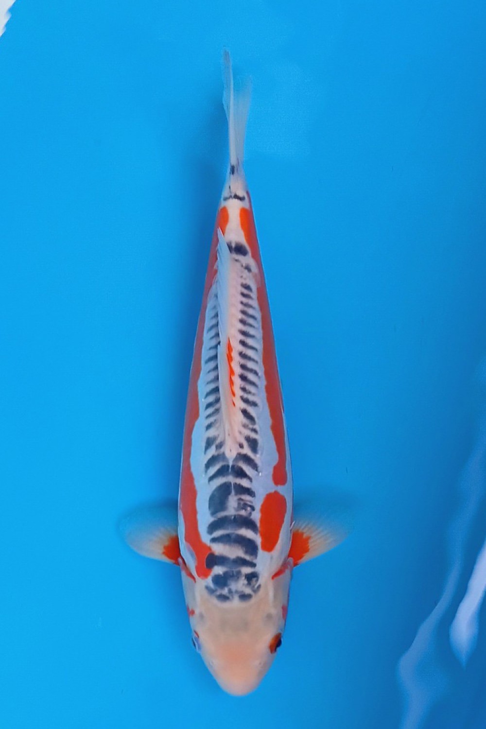 Juara 2
