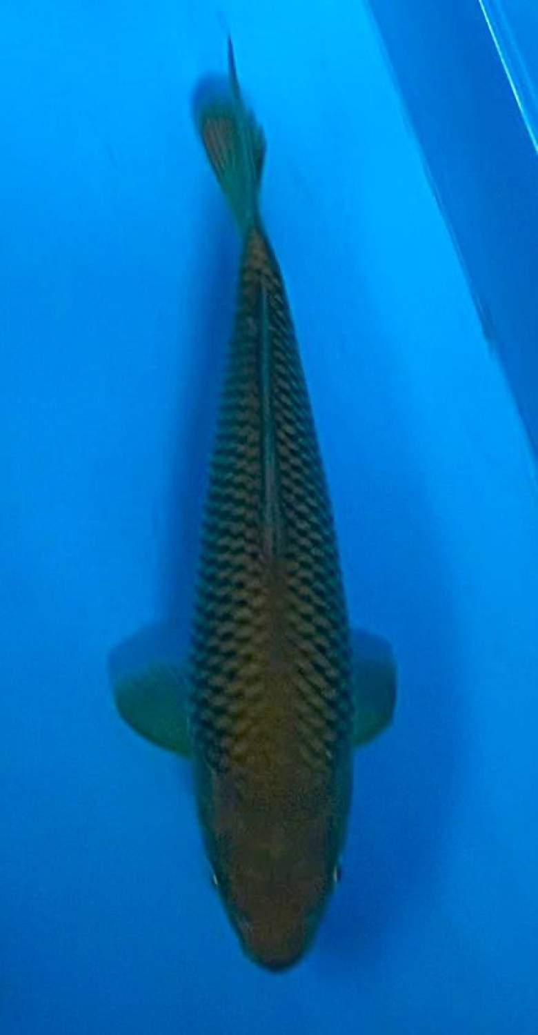Juara 4