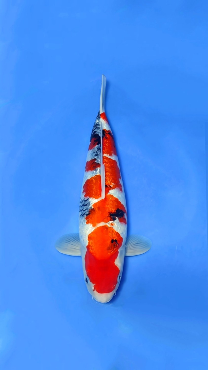 Juara 2