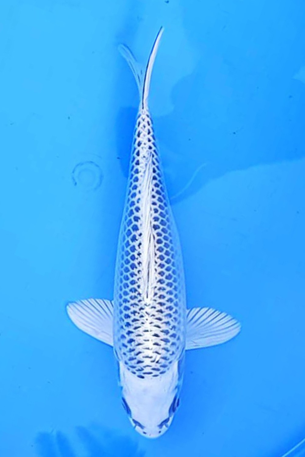 Juara 2