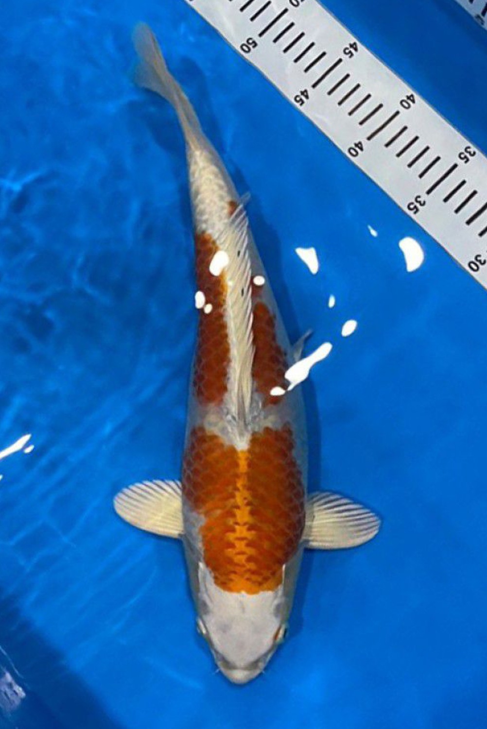 Juara 1