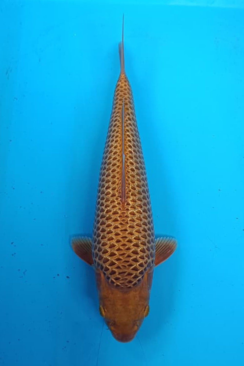Juara 1