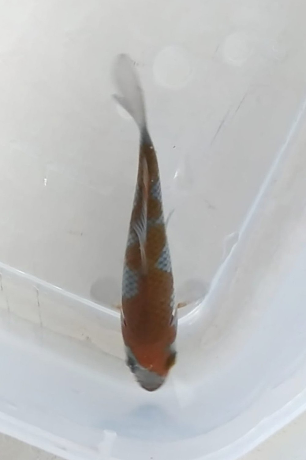 Juara 5