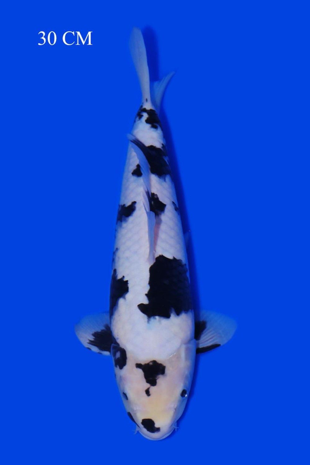 Juara 4
