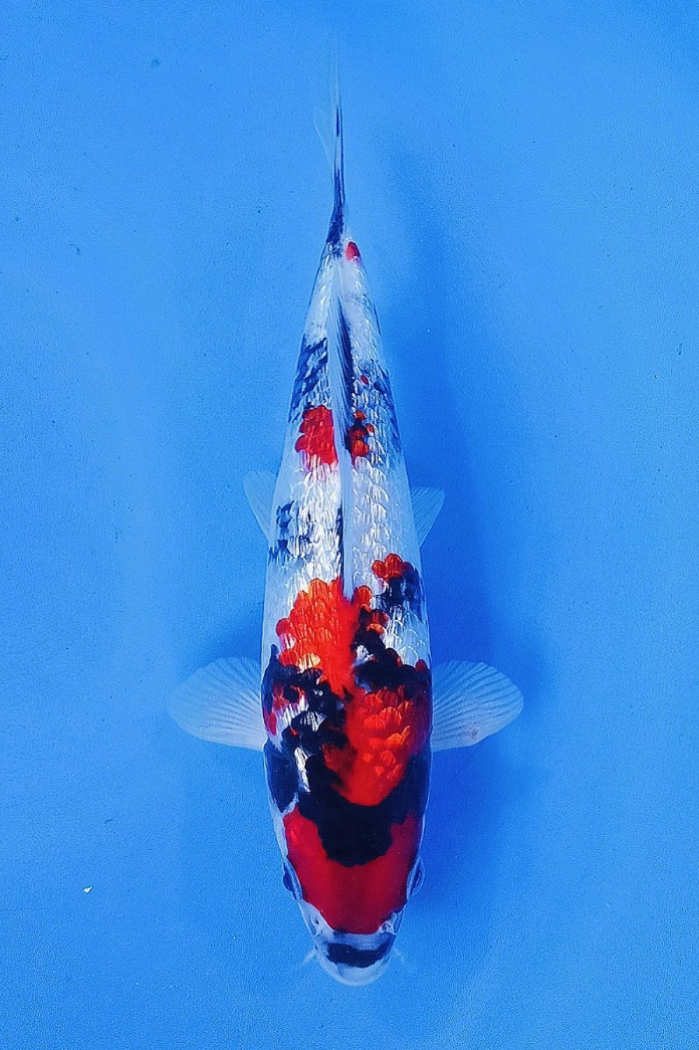 Juara 4