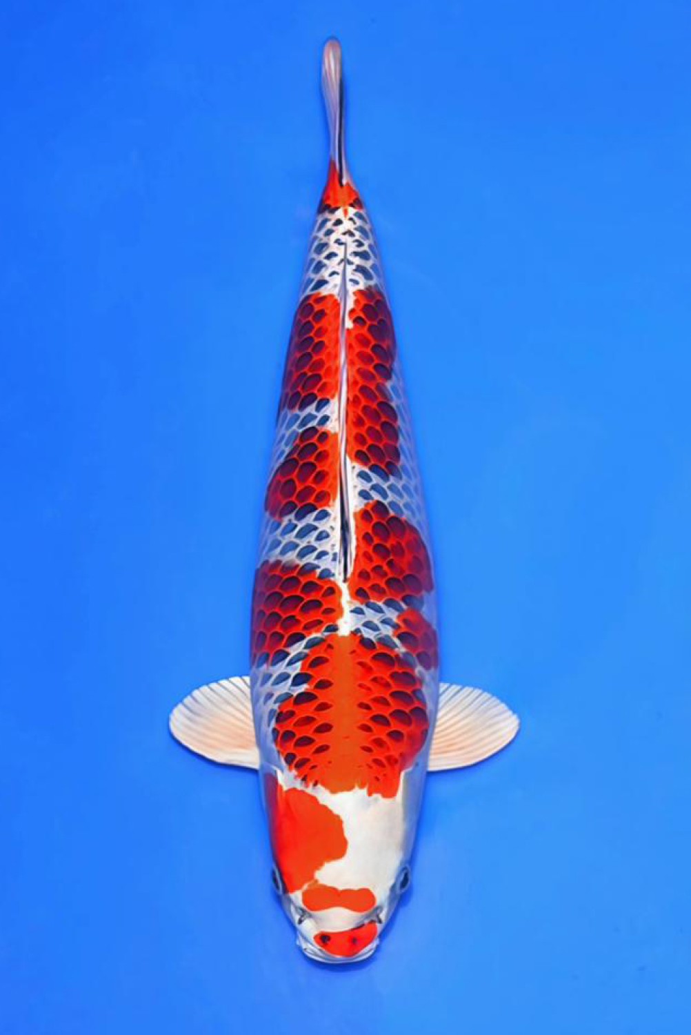 Juara 1