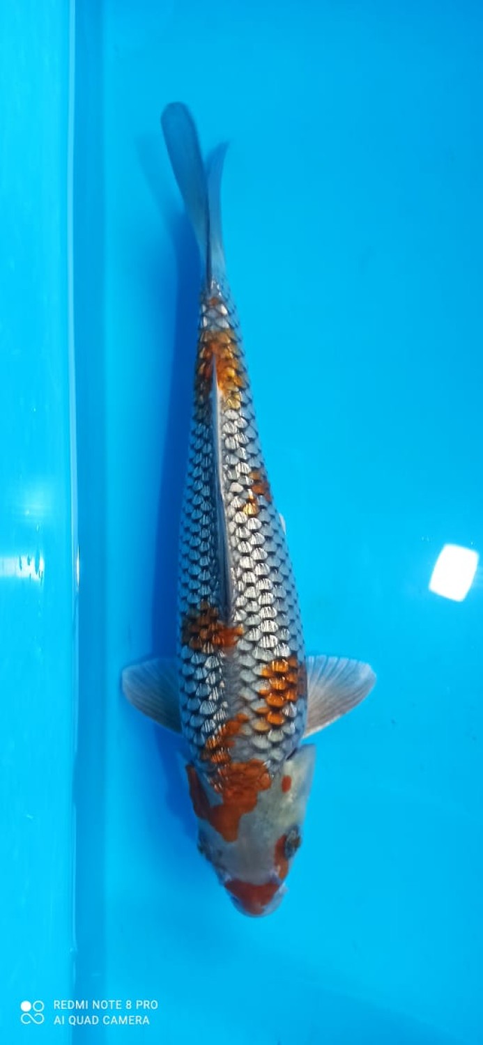 Juara 2