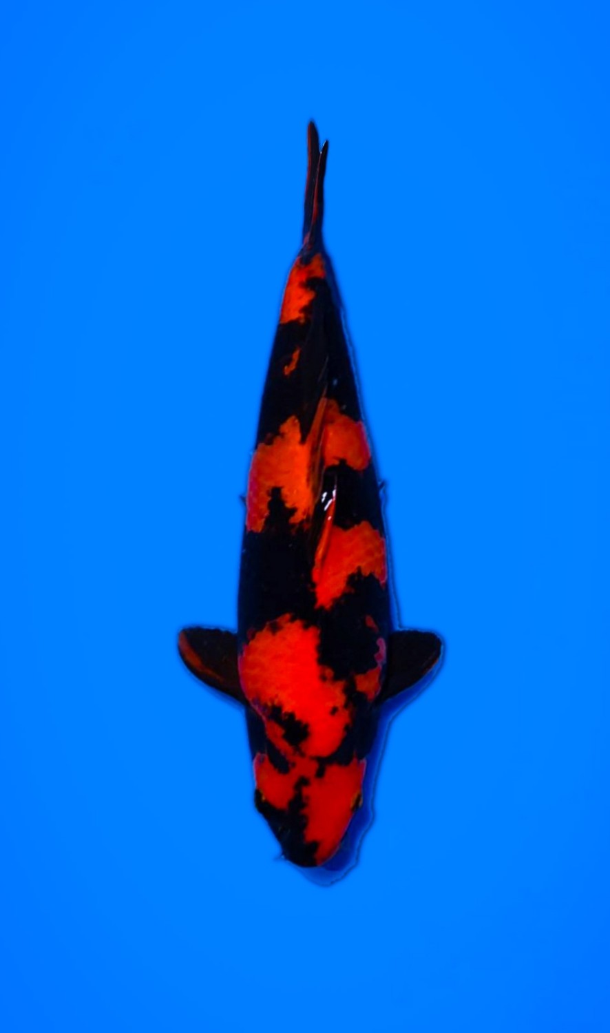 Juara 2