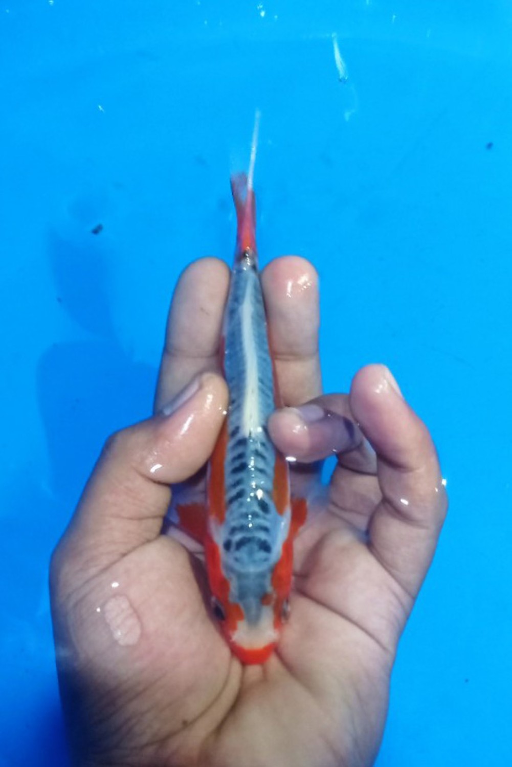 Juara 3