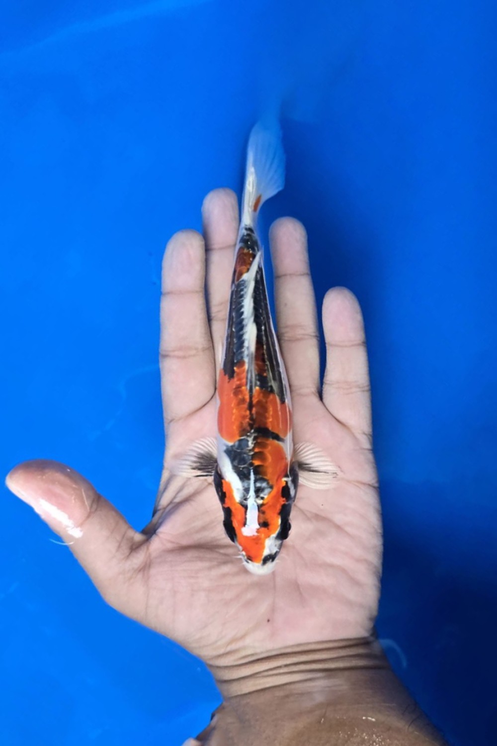 Juara 3
