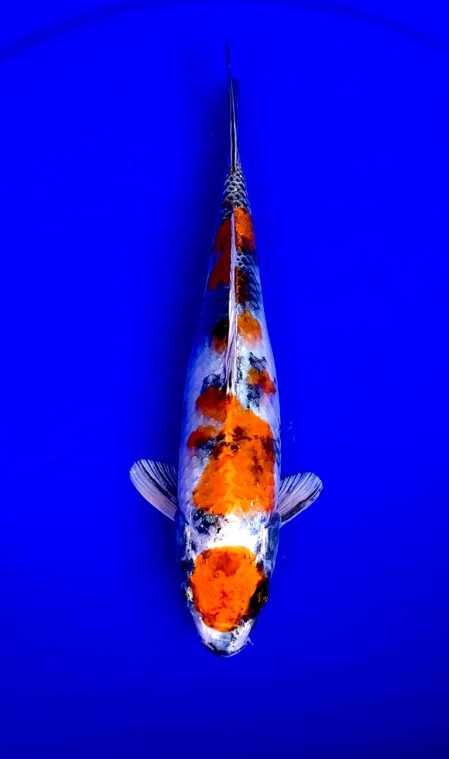 Juara 1